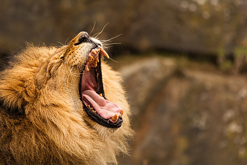 A personally captured image of a lion mid-yawn at the Berlin Zoo (2013), showcasing a broken canine tooth.