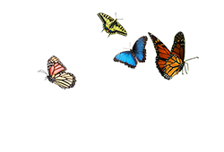 Betterfly Logo wit 250