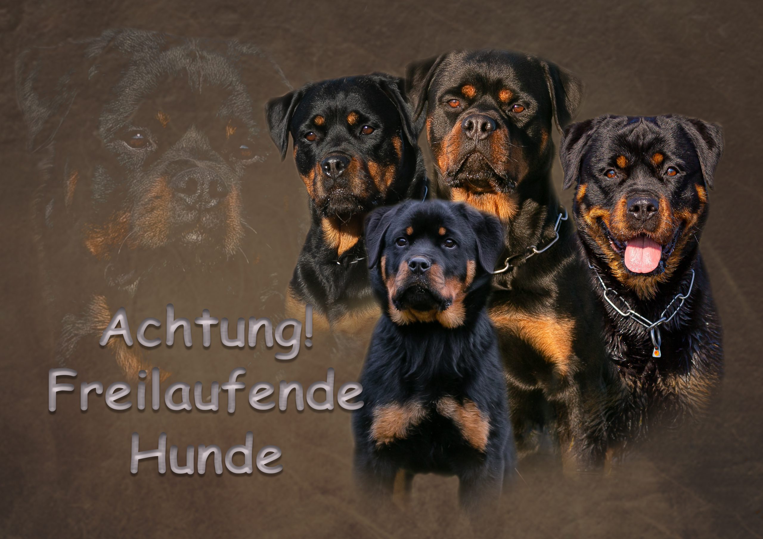 Schild