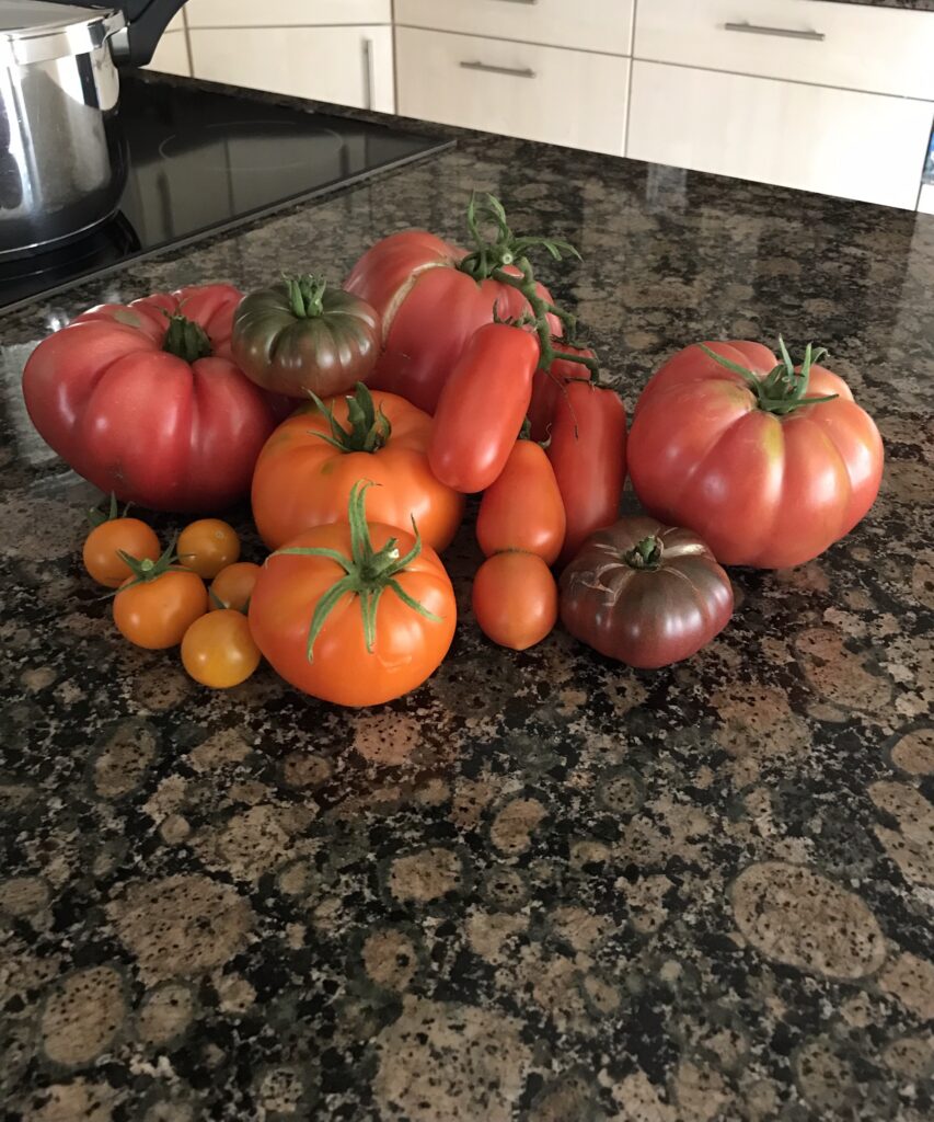 arious homegrown tomato varieties displayed on a polished marble kitchen countertop, showcasing their vibrant colors and fresh, natural textures