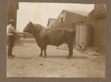 Cattle at Priors Field Farm - Photo provided by Tim Rose