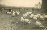 Pigs at Priors Field Farm - photo provided by Tim Rose