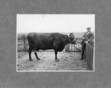 Cattle at Priors Field Farm - photo Tim Rose