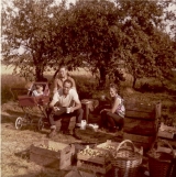 Sorting the Fruit -Bridge Farm 1970's