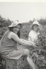 Fruit Picking Hiam's Orchard, Wood End - Sheila Crick & Susan Clarke 1973