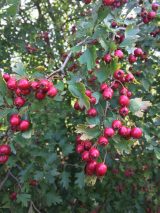 September 2018 Hawthorn Berries
