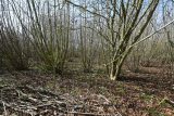 March 2022 Coppiced Hazel regrowth  four years on
