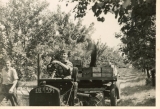 David Godfrey during plum harvest