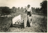 Ruth Godfrey during Plum harvest