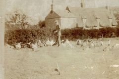 Bert Mehew feeding poultry at Wood End (Bunyan Lodge)