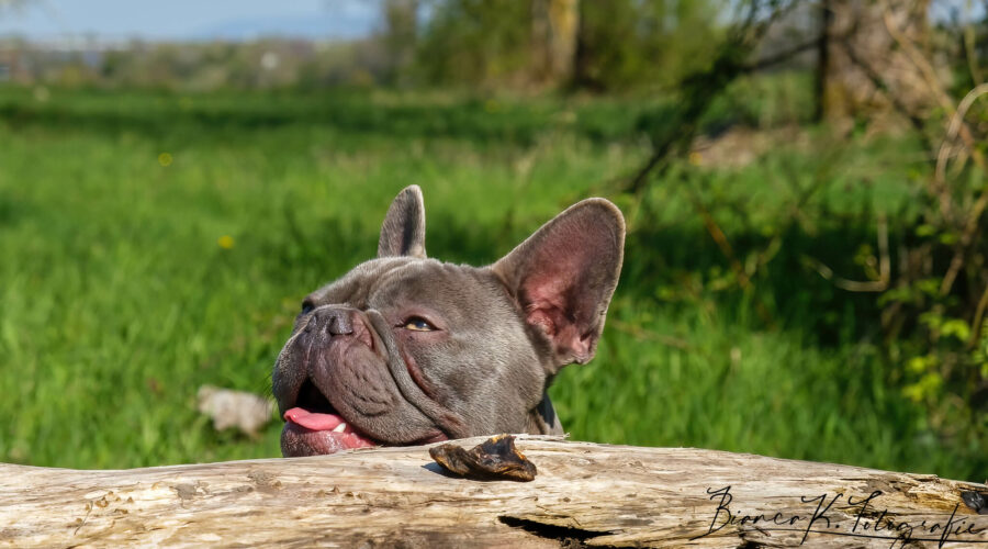 französische Bulldogge Bilder