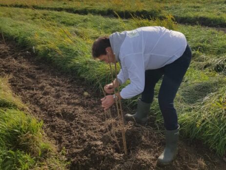 Viridi Air plant een boom namens Biconvex in Ossenisse