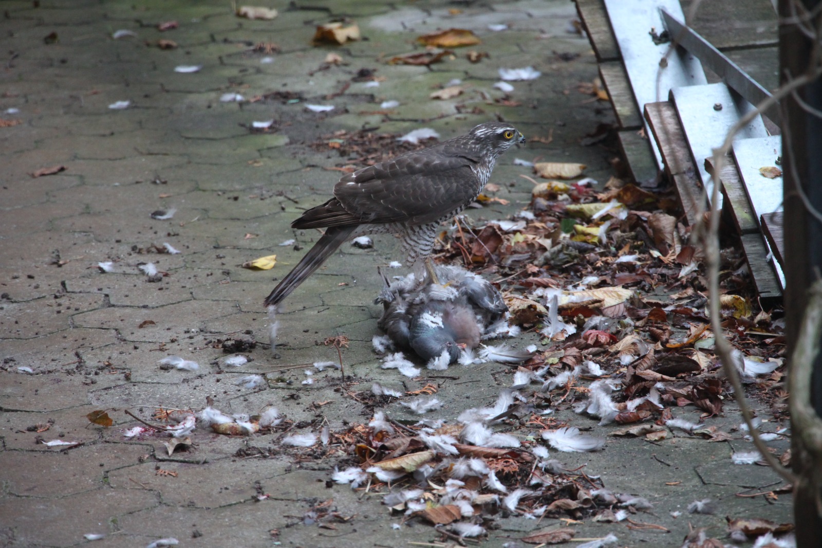 Sparrowhawk in our driveway November 8, 2023 Græsted