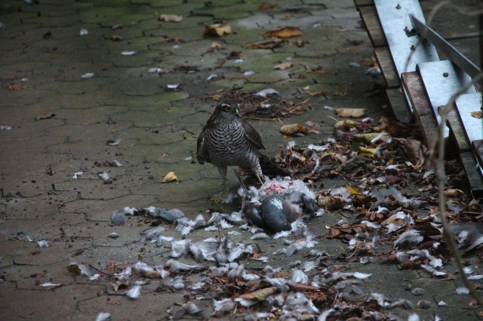 Sparrowhawk in our driveway November 8, 2023 Græsted