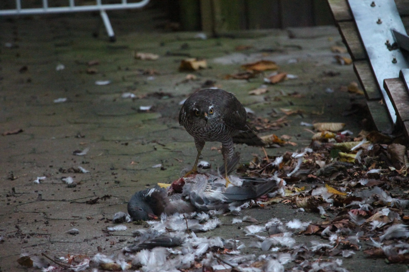 Sparrowhawk in our driveway November 8, 2023 Græsted