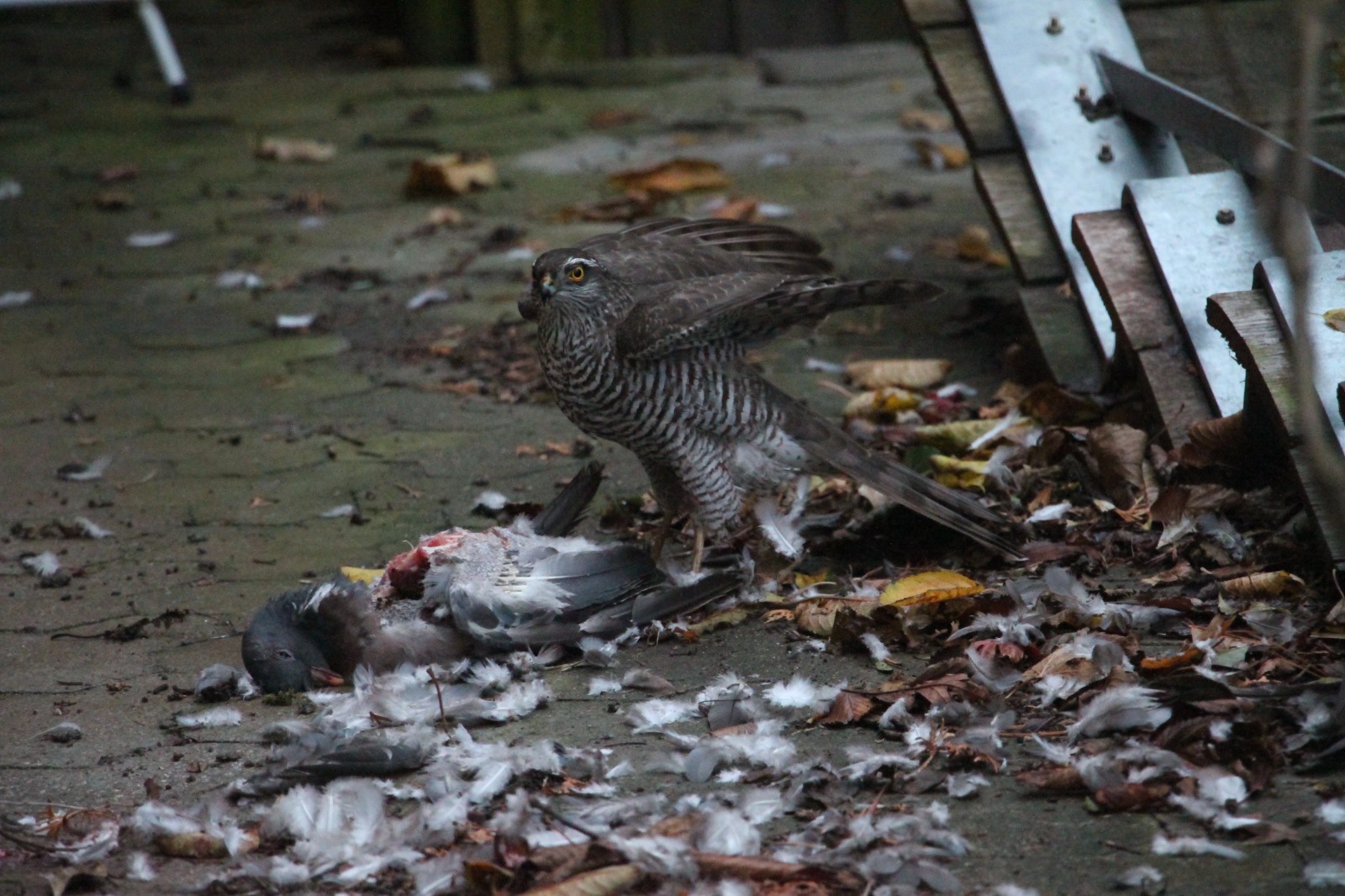 Sparrowhawk in our driveway November 8, 2023 Græsted