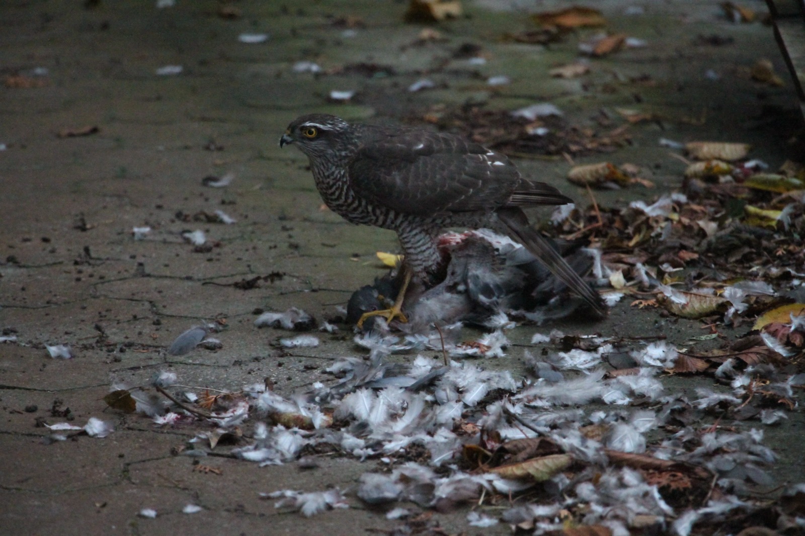 Sparrowhawk in our driveway November 8, 2023 Græsted