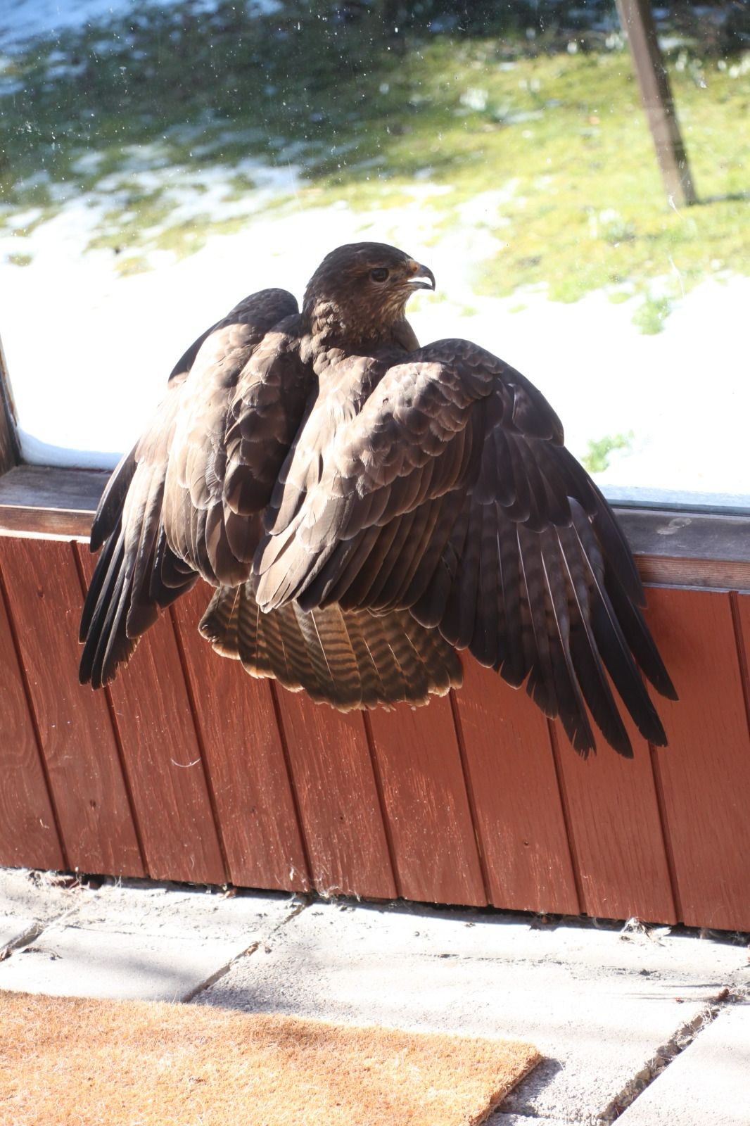 March 8 2023 Buzzard on our terrace in Græsted