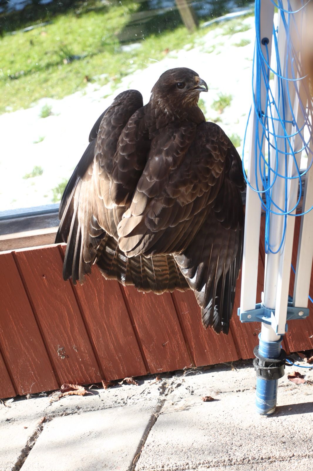 March 8 2023 Buzzard on our terrace in Græsted