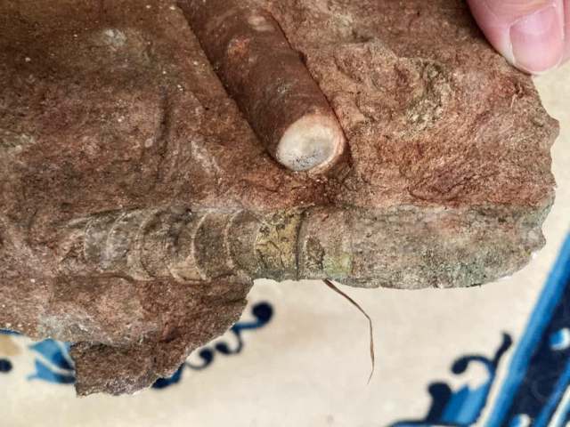 Possibly both Orthocerida and Belemnitida