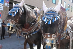 Münchner Brauertag am Odeonsplatz in München am 29.6.2019