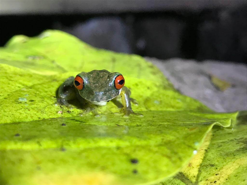 Cost Rican red-eyed treefrog sitting on a green leaf