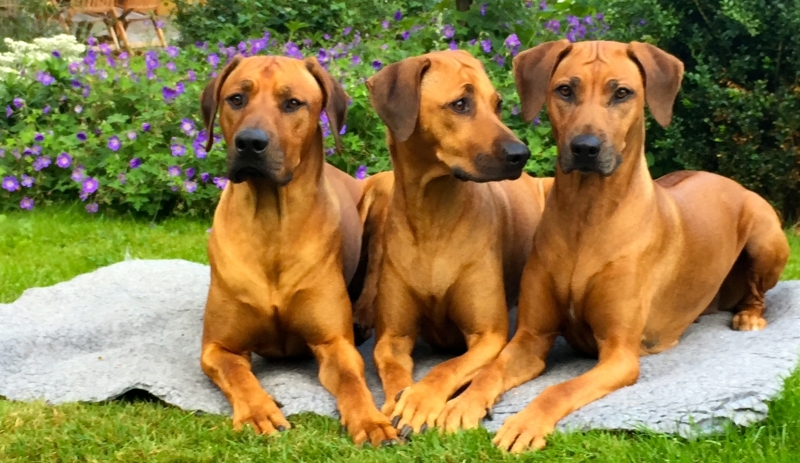 Baloo, 1 ½ år, Anaya 4 ½ år og Bikita næsten 8 år