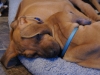 De to blå dejlige hanhunde sover sødt 31.03.12