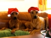 Bikita og Anaya ønsker Glædelig Jul 15.12.12