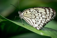 Schmetterling