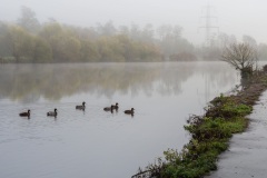 Enten im Fluß