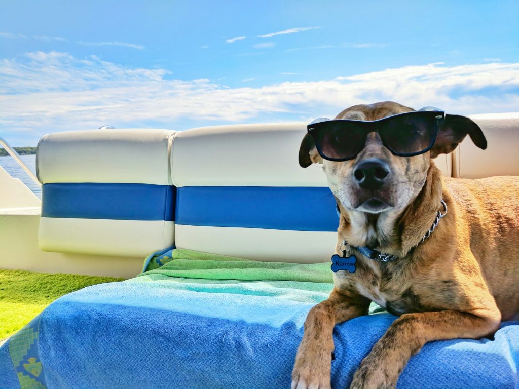 Ferie i Jylland med hund