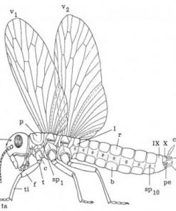 Vingede insekter