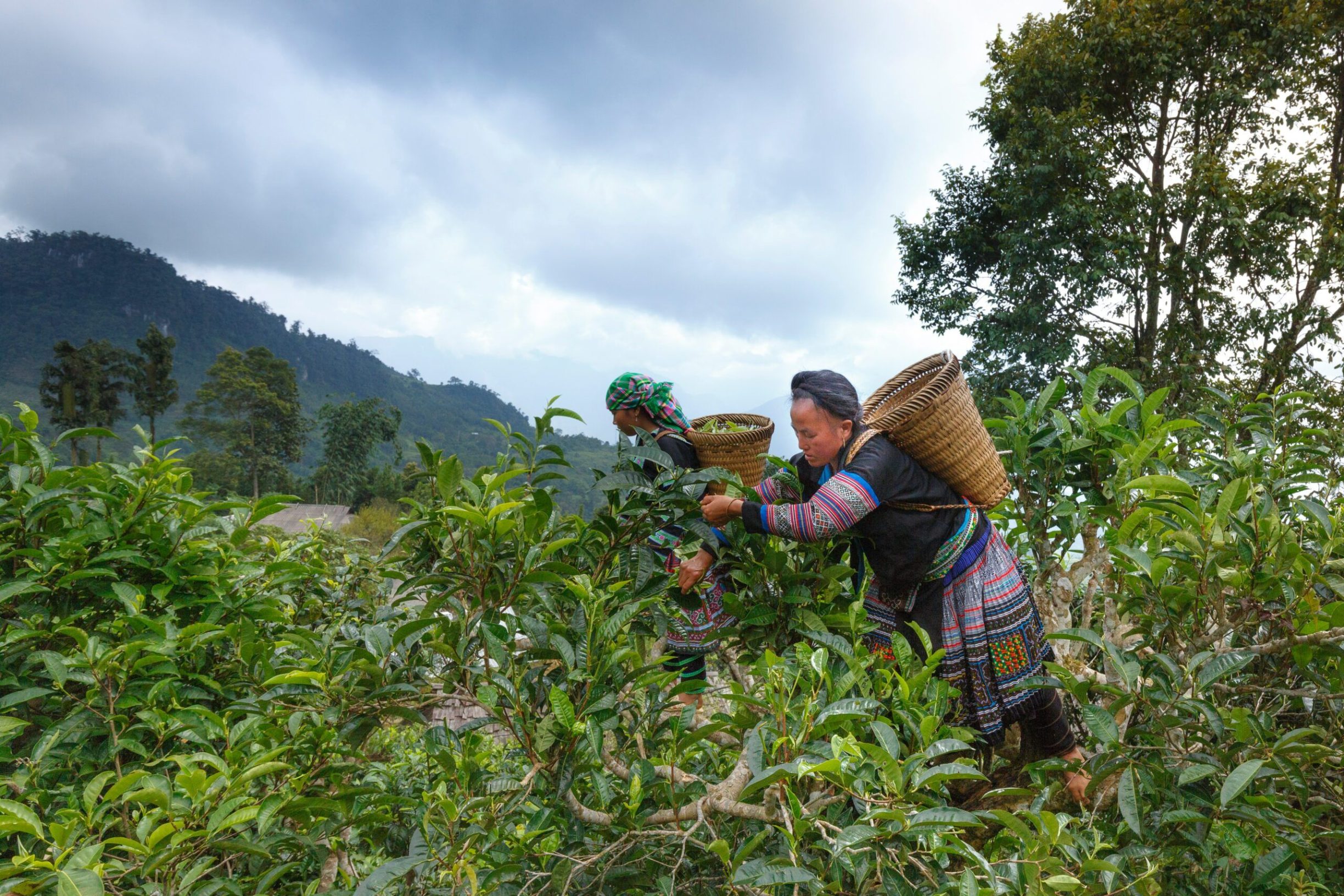 Tea plantage