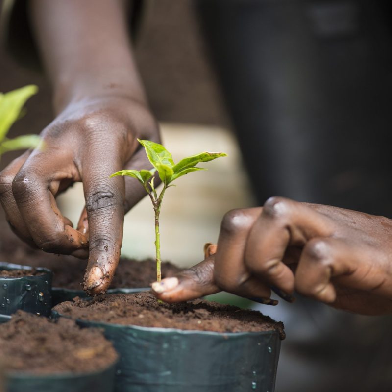 Propagation of native tree species, Kenya Potting up seedlings in a nursery of native tree species including those that have never been propagated before. Forest workers remove invasive trees and plant species and replant a native forest in its place. Taken as part of a documentation of the Ecological Restoration Alliance, a group of botanic gardens restoring 100 damaged habitats on six continents, this story was shot in Kenya. Here thousands of acres of forest were removed in the early 1900's for the production of mono culture crops of tea and the eucalyptus used to dry it. In just 12 years the NGO Plants for Life has restored a eucalyptus plantation into a thriving forest with over 150 bird species, a wide range of mammals and hundreds of rare and endangered tree species. Brackenhurst, Near Limaru. Kenya. before. Forest workers remove invasive trees and plant species and replant a native forest in its place. Taken as part of a documentation of the Ecological Restoration Alliance, a group of botanic gardens restoring 100 damaged habitats on six continents, this story was shot in Kenya. Here thousands of acres of forest were removed in the early 1900's for the production of mono culture crops of tea and the eucalyptus used to dry it. In just 12 years the NGO Plants for Life has restored a eucalyptus plantation into a thriving forest with over 150 bird species, a wide range of mammals and hundreds of rare and endangered tree species. Brackenhurst, Near Limaru. Kenya.