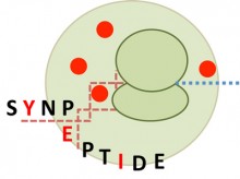 synpeptide-LOGO-web