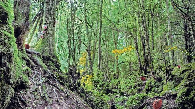 Natürlich künstlich. Ballonartige Wesen bekämpfen Baumparasiten, synthetische Schnecken neutralisieren sauren Boden, stachelschweinige Kreaturen sammeln und verteilen Samenkörner.... - Bild: Alexandra Daisy Ginsberg