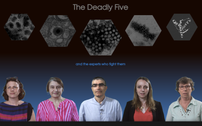 New film series “The Deadly Five” highlights global animal infectious diseases
