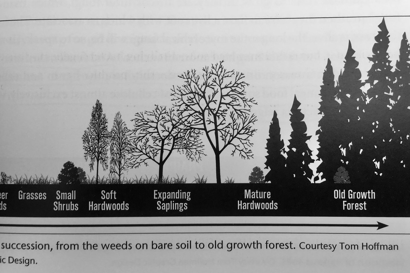 biologisk succession