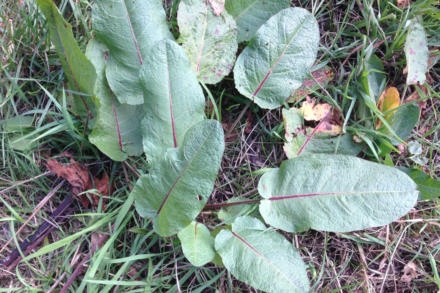 Rumex obtusifolius