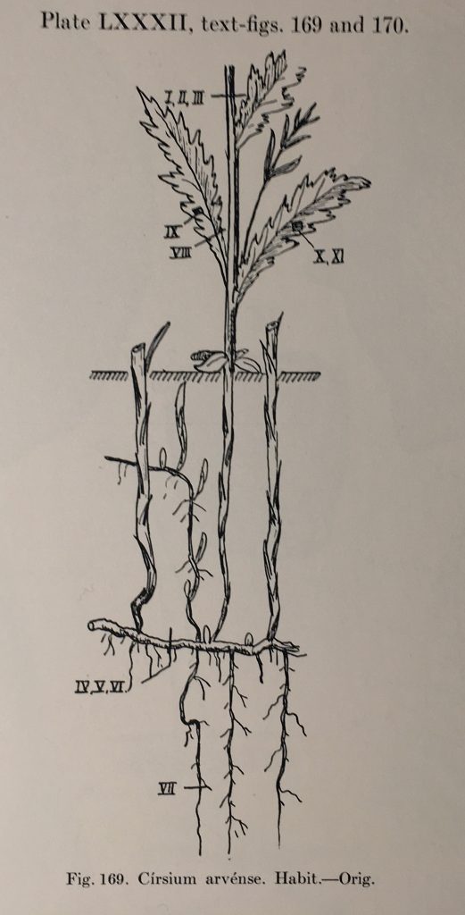 Cirsium arvense