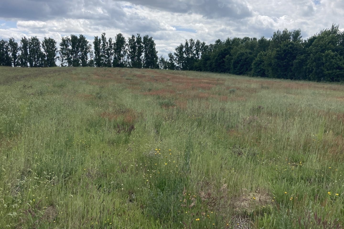 natur-genopretning1