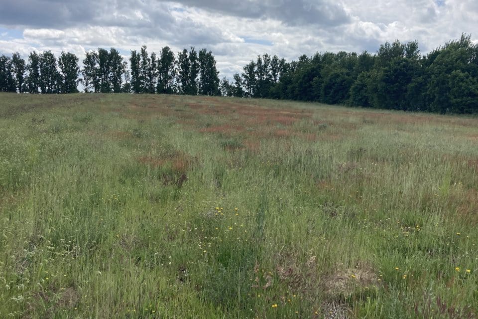 natur-genopretning1