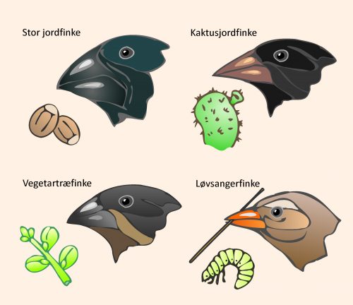 eksempler-p-evolution-biologividen