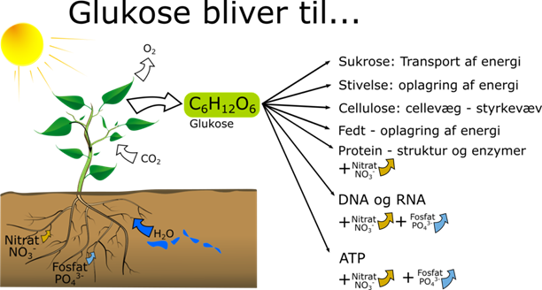 og fosfat i – Biologividen