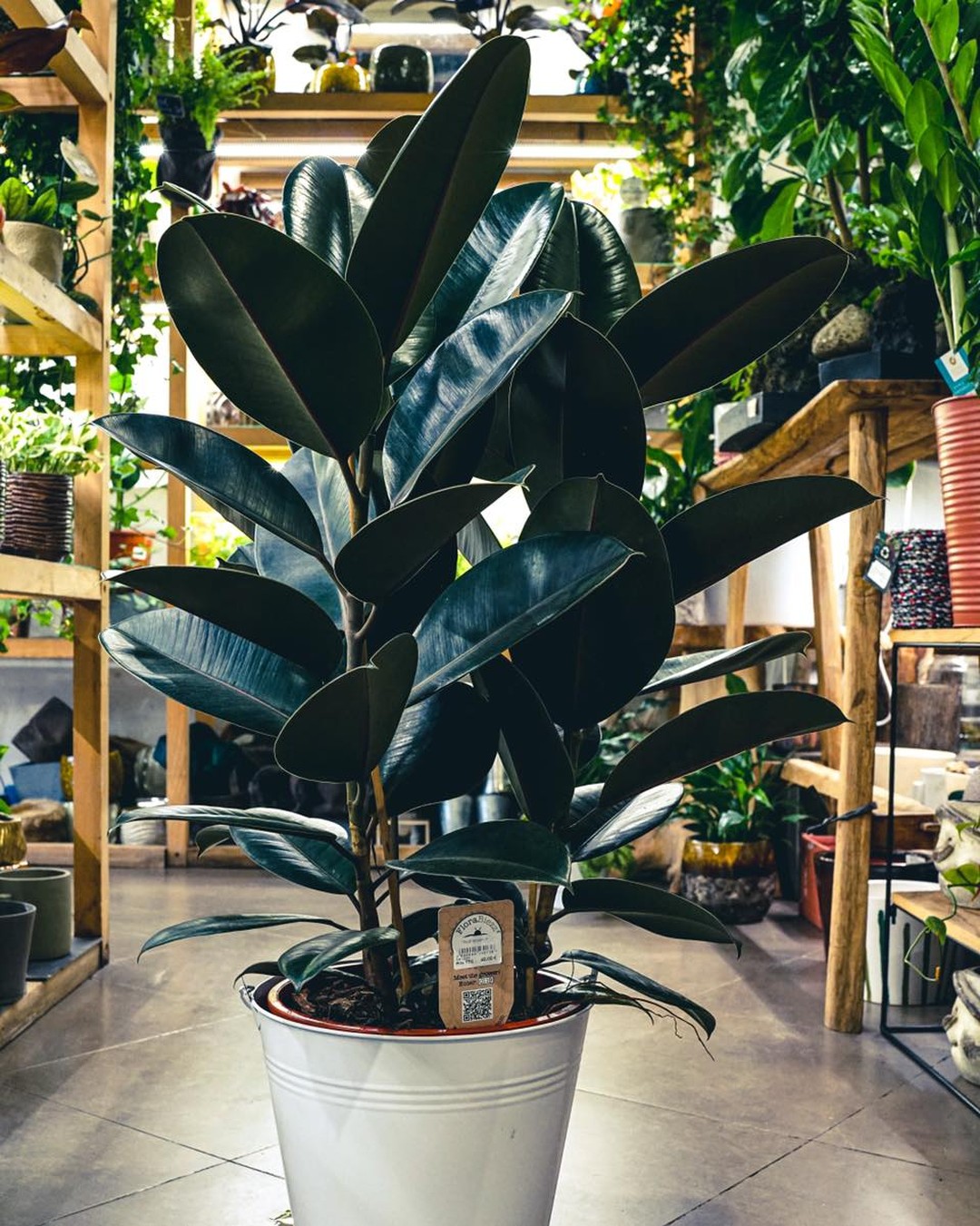 Notre plante de la semaine : le Ficus Elastica Abidjan, il est originaire du Népal, de l'Assam ou de Birmanie . Cette plante tropicale possède un superbe feuillage d'un beau vert profond et peut atteindre 3m de hauteur !🌱
.
.
.
.
#bionac #ficuselastica #11eme #cabinetdecuriositesvegetales #jardinerie #plantsmakepeoplehappy