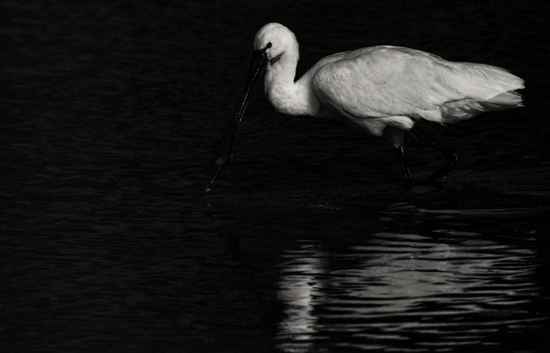 luz luna Birding Doñana, Jaime Blasco