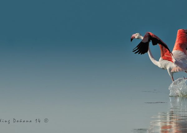 abstracciones Birding Doñana, Jaime Blasco