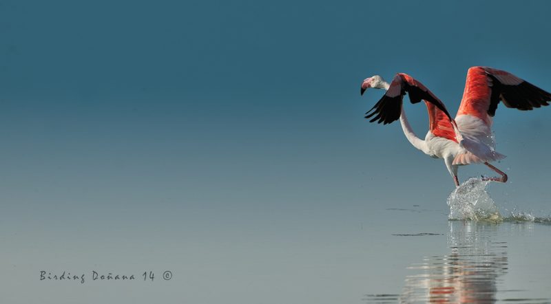 abstracciones Birding Doñana, Jaime Blasco