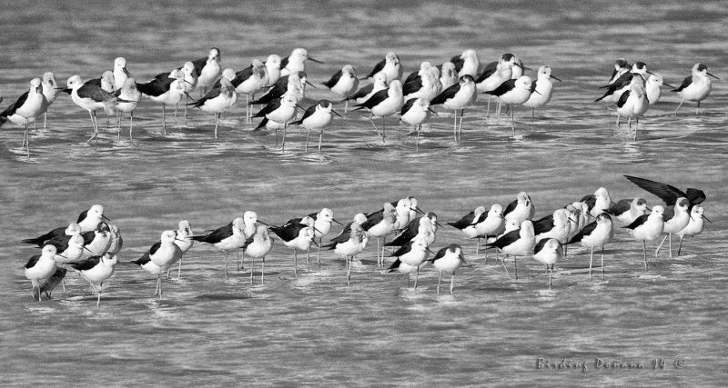 acuarelizando Birding Doñana, Jaime Blasco